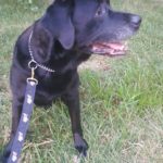 seeing eye dog